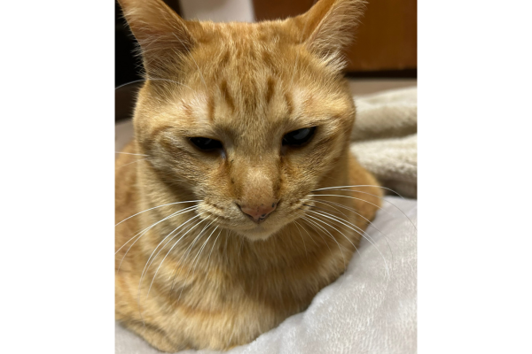 我が家の猫の画像